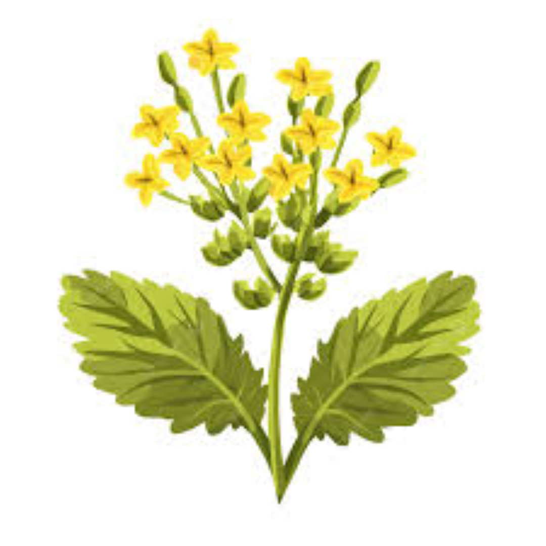 GARNISH GARDEN WHITE MUSTARD 
